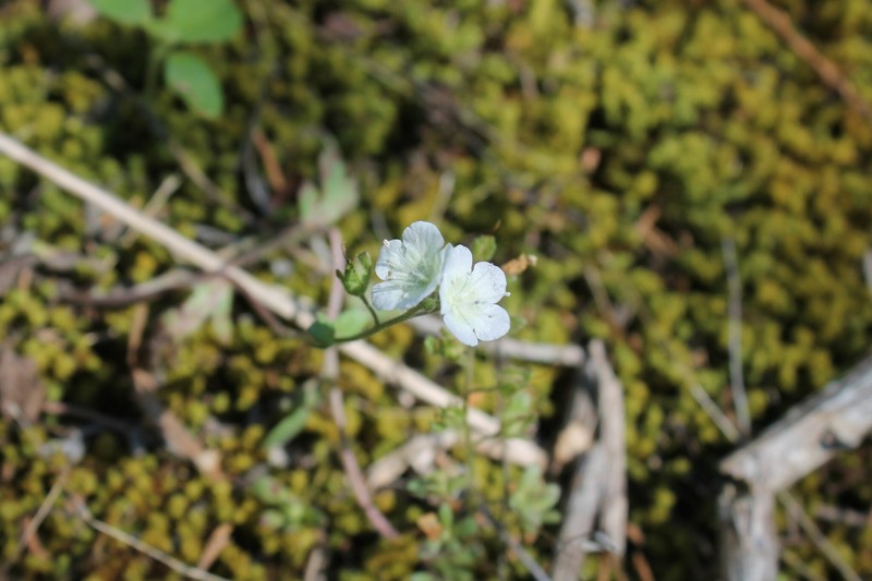Phacelia dubia var. interior photo 4