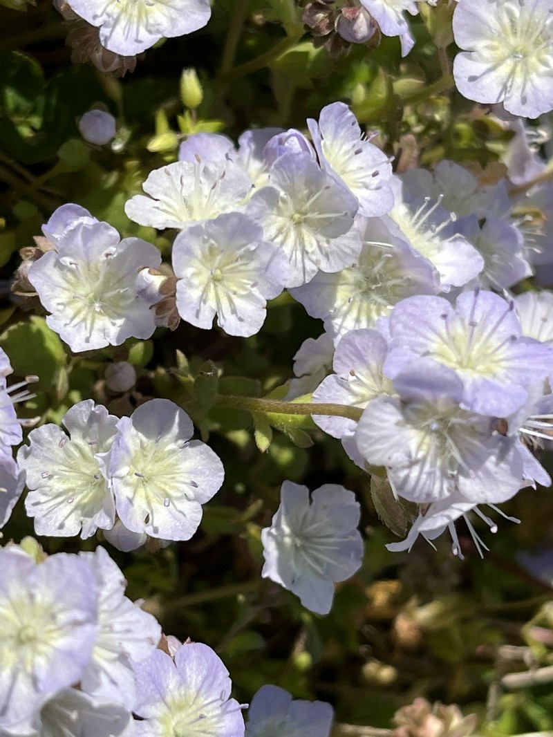 Phacelia dubia var. interior photo 5