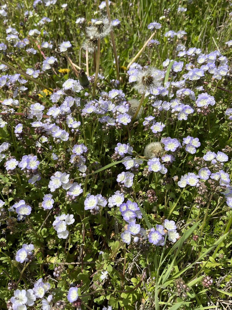 Phacelia dubia var. interior photo 6