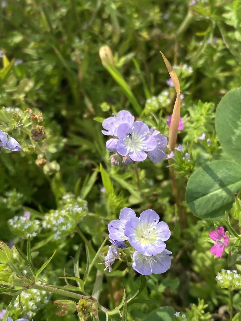 Phacelia dubia var. interior photo 7