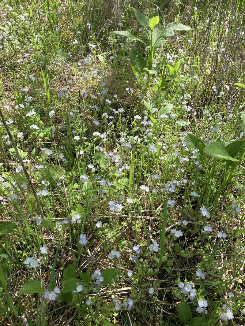 Phacelia dubia var. interior photo 8