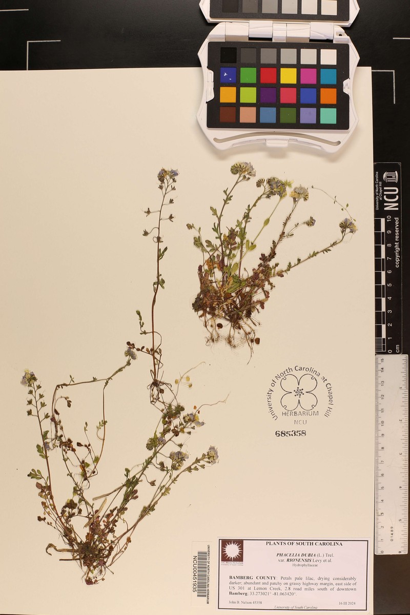 Phacelia dubia var. rionensis