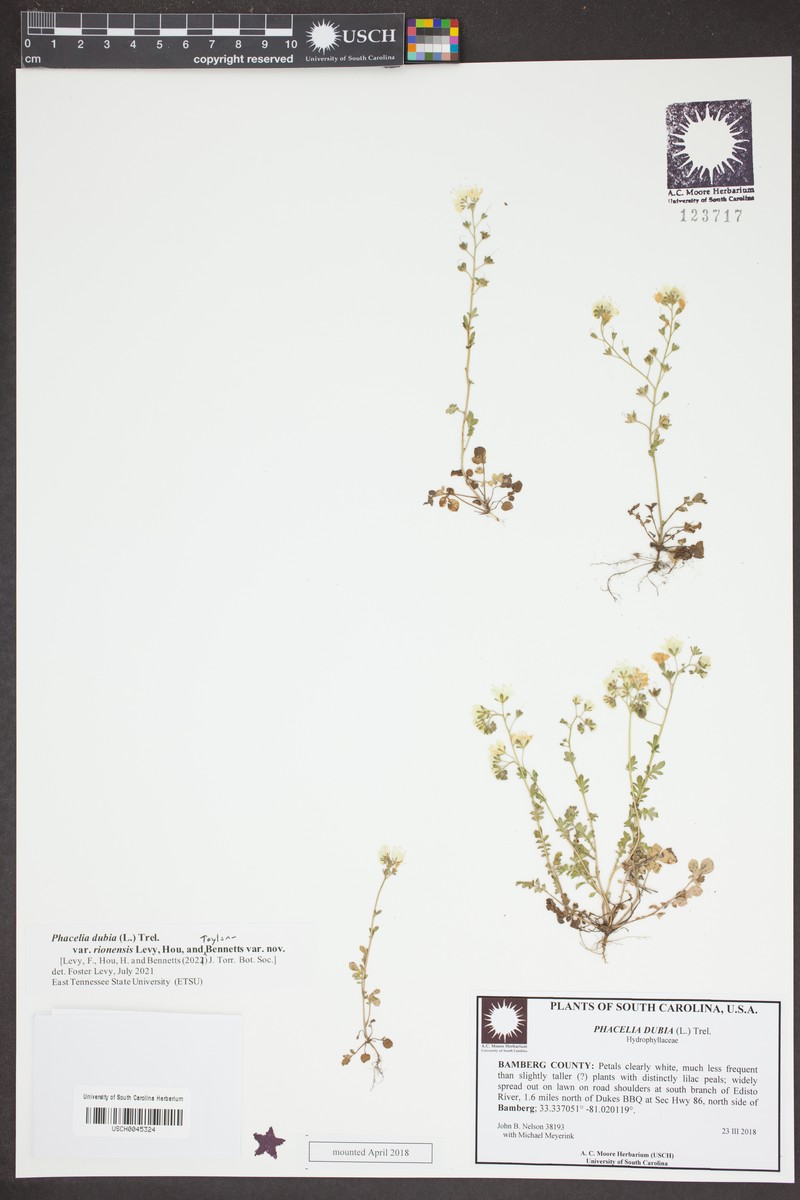 Phacelia dubia var. rionensis photo 2