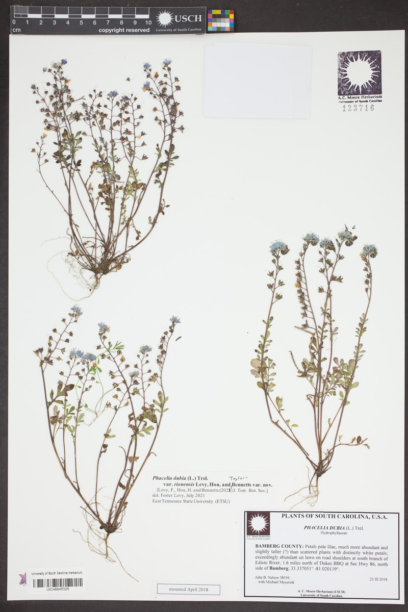 Phacelia dubia var. rionensis photo 3