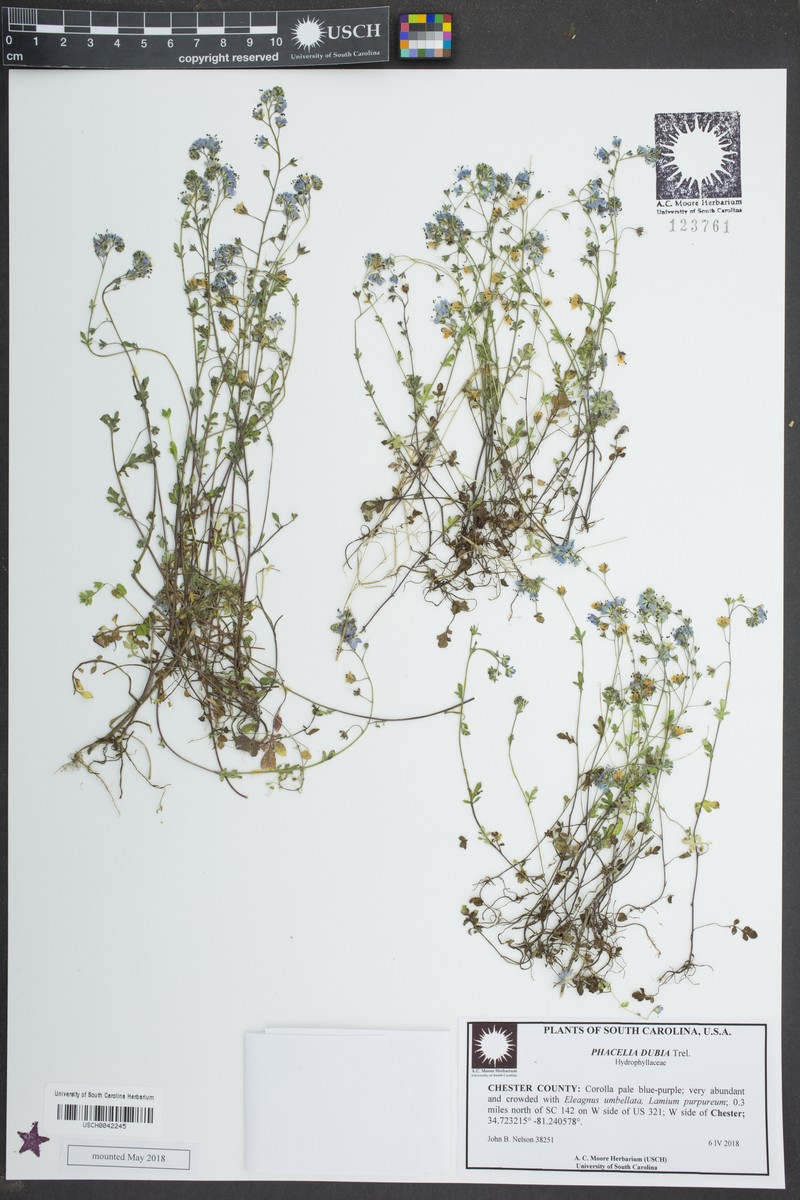 Phacelia dubia var. rionensis photo 4