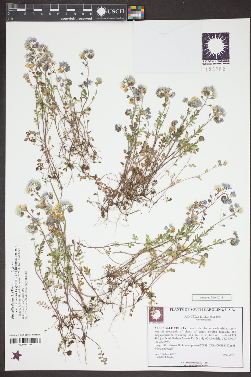 Phacelia dubia var. rionensis photo 5