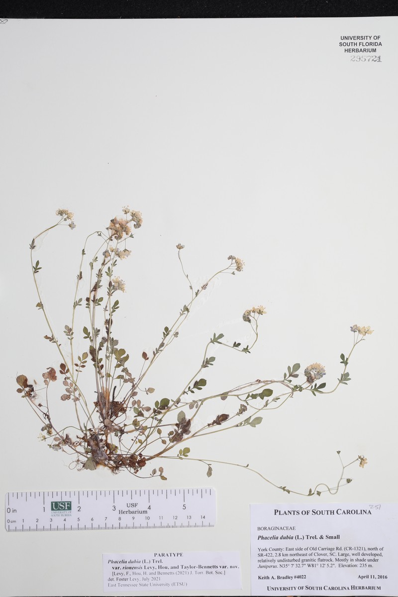 Phacelia dubia var. rionensis photo 6