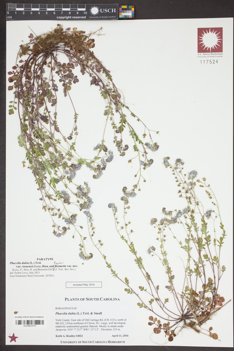 Phacelia dubia var. rionensis photo 7