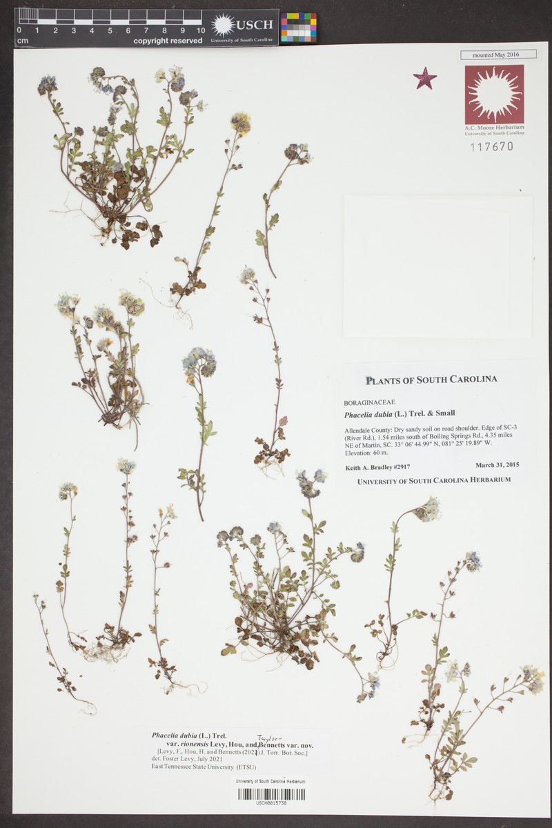 Phacelia dubia var. rionensis photo 8