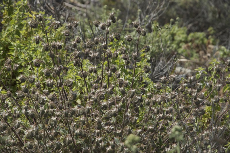 Kaweah River Phacelia