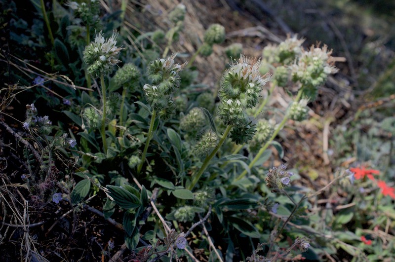 Kaweah River Phacelia photo 3