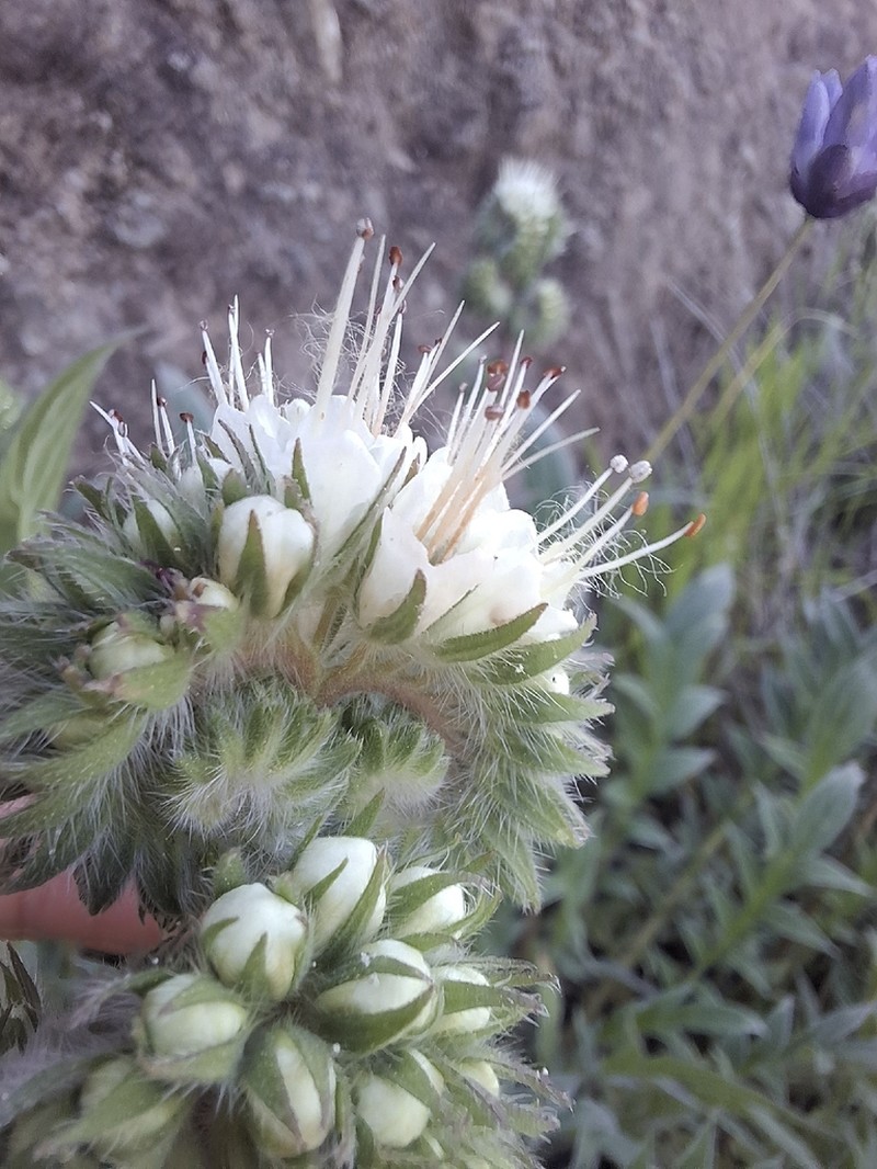 Kaweah River Phacelia photo 4