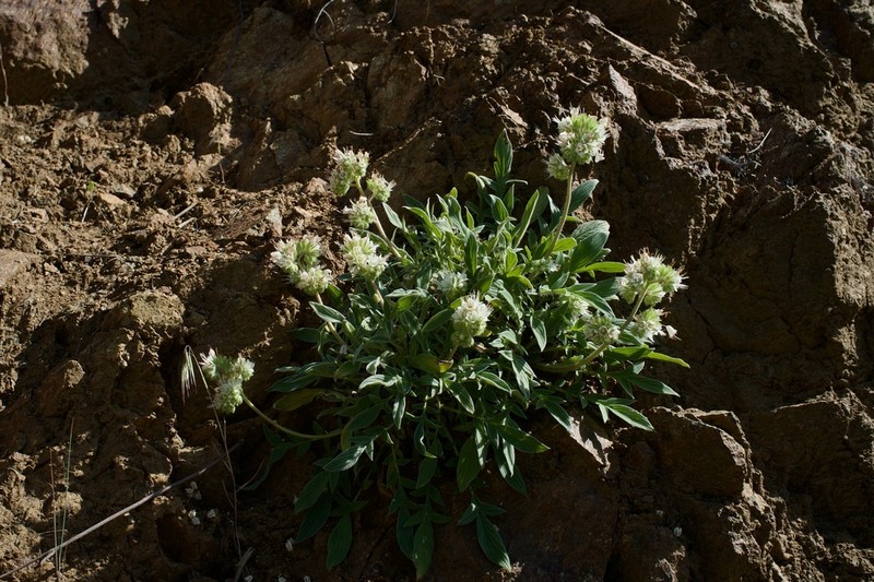 Kaweah River Phacelia photo 5