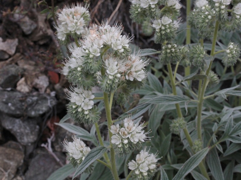 Kaweah River Phacelia photo 6