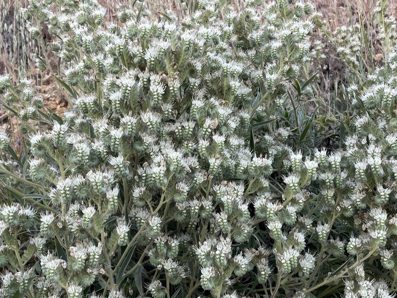 Kaweah River Phacelia photo 7