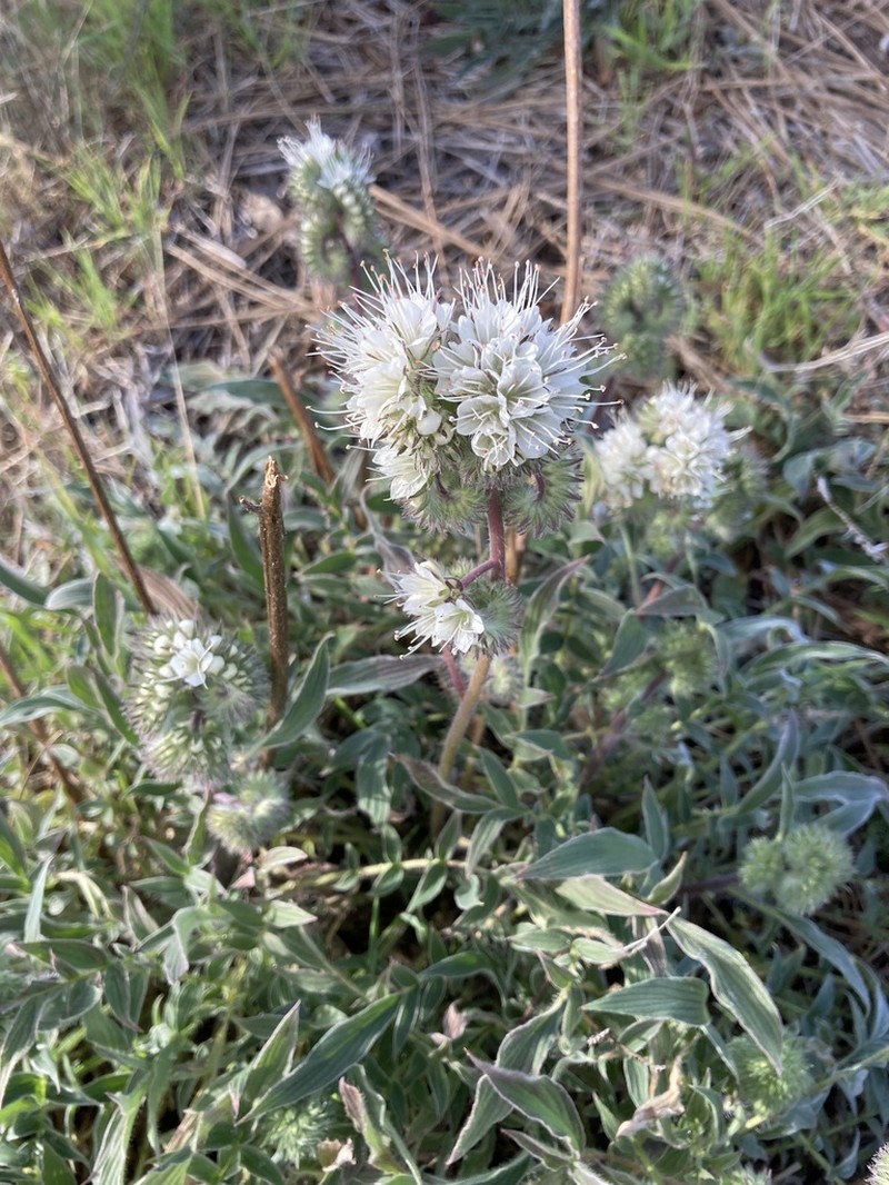 Kaweah River Phacelia photo 8