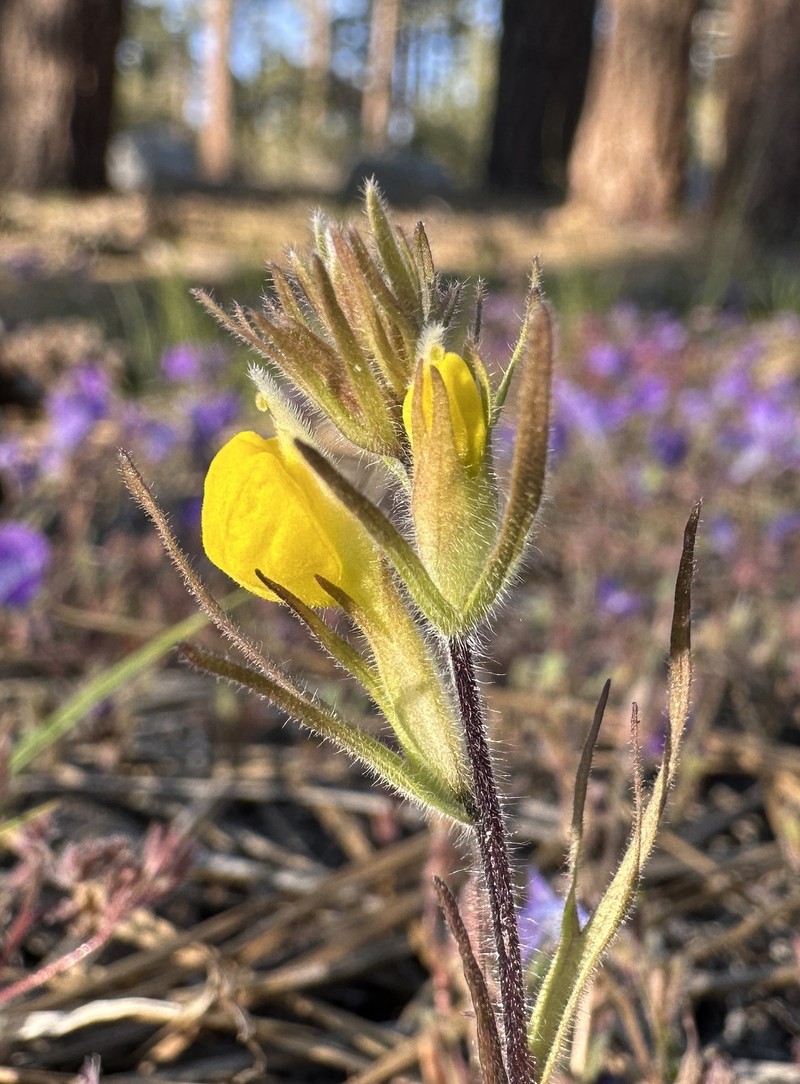 Transverse Range Phacelia photo 3
