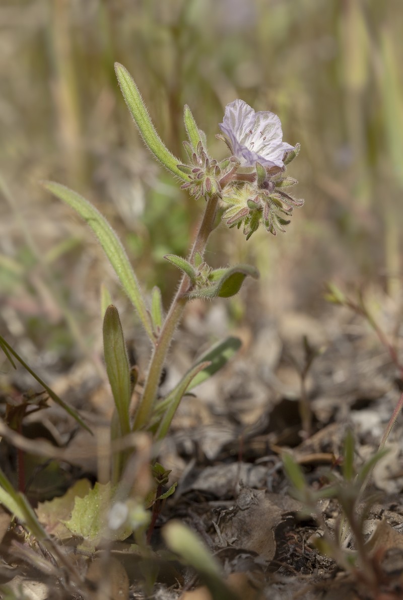 Transverse Range Phacelia