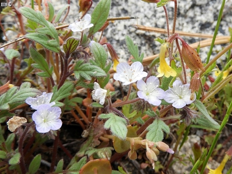 Eisen's Phacelia