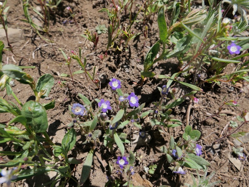 Eisen's Phacelia photo 2
