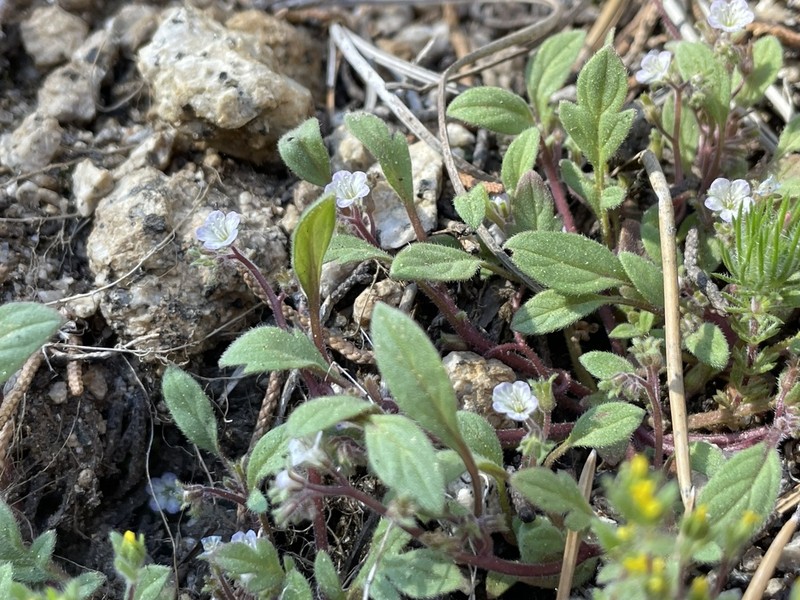 Eisen's Phacelia photo 3