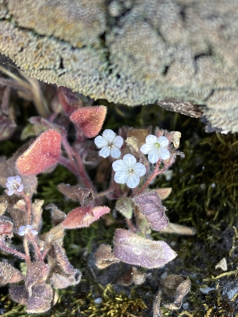 Eisen's Phacelia photo 4