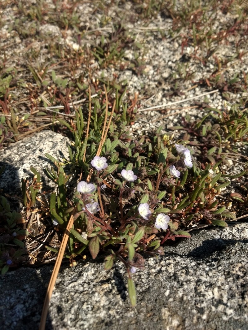 Eisen's Phacelia photo 5