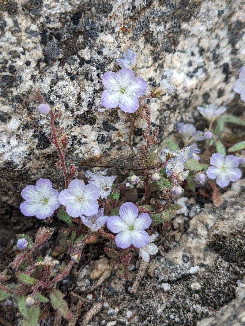 Eisen's Phacelia photo 6