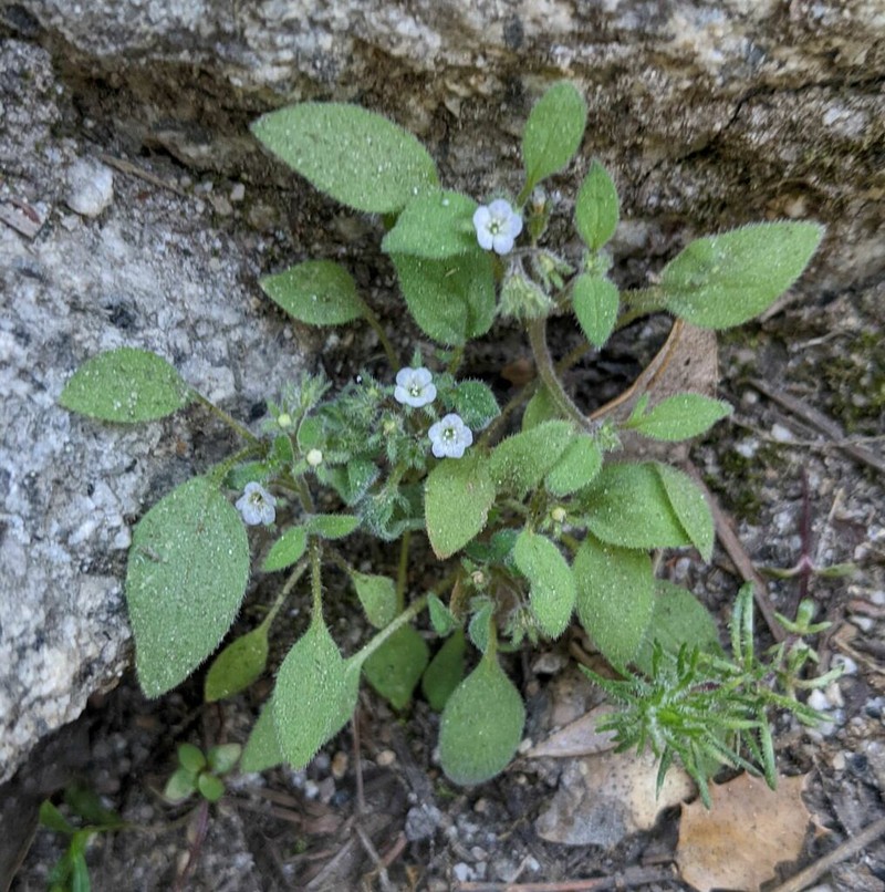 Eisen's Phacelia photo 7