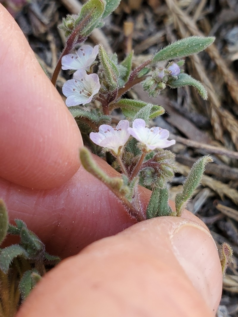 Eisen's Phacelia photo 8