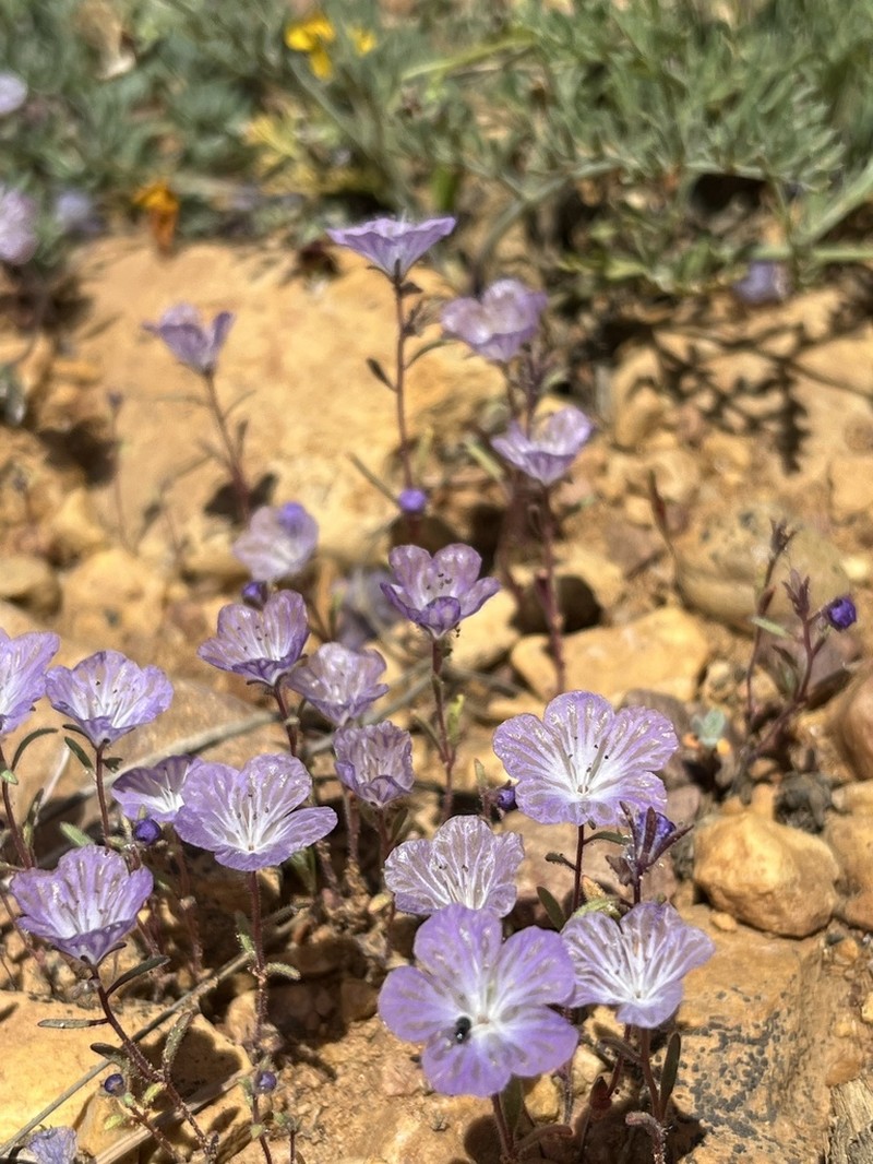 Transverse Range Phacelia