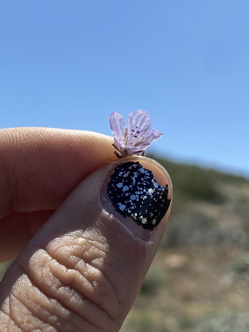 Transverse Range Phacelia photo 2