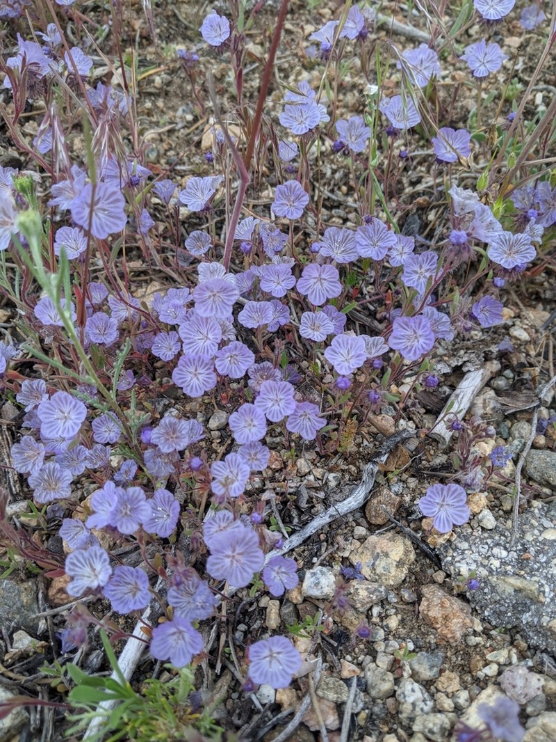 Transverse Range Phacelia photo 3