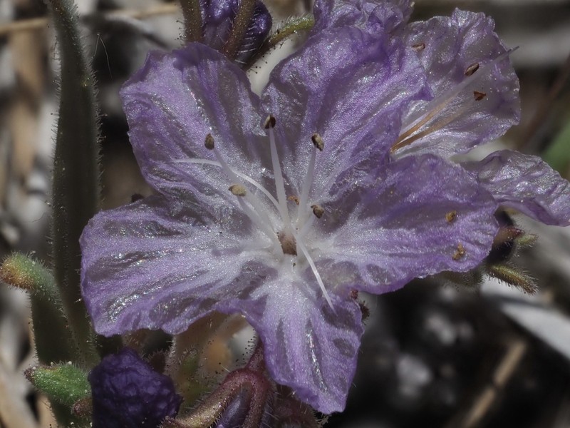 Transverse Range Phacelia photo 4