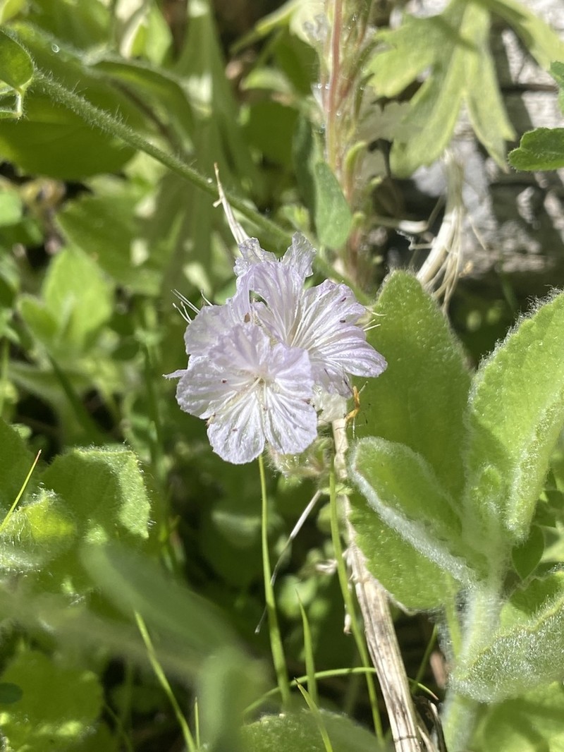 Transverse Range Phacelia photo 5