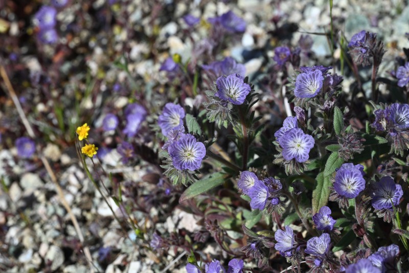 Transverse Range Phacelia photo 6