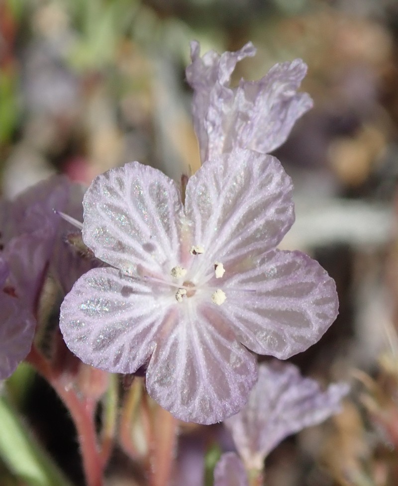 Transverse Range Phacelia photo 7