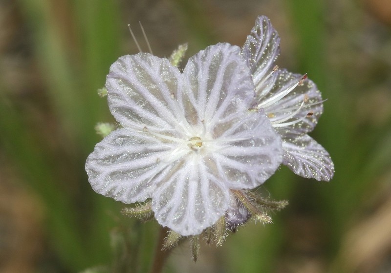 Transverse Range Phacelia photo 8
