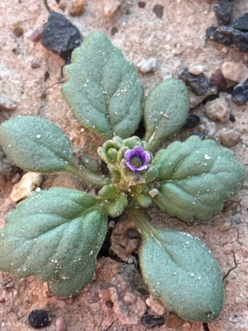 Phacelia filiae