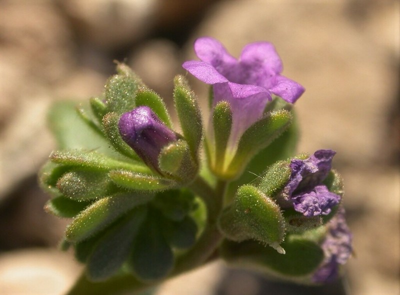 Phacelia filiae photo 4