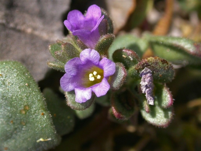 Phacelia filiae photo 5
