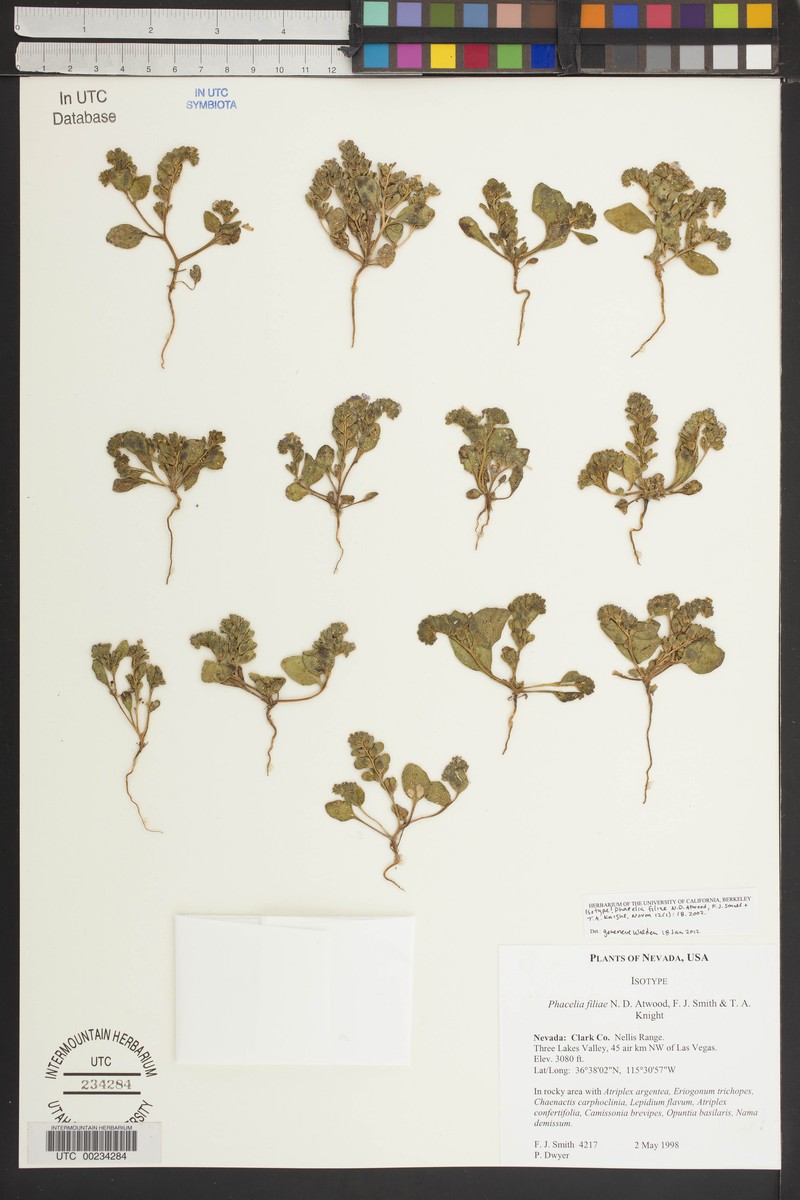 Phacelia filiae photo 6