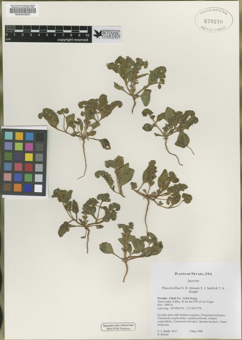 Phacelia filiae photo 7
