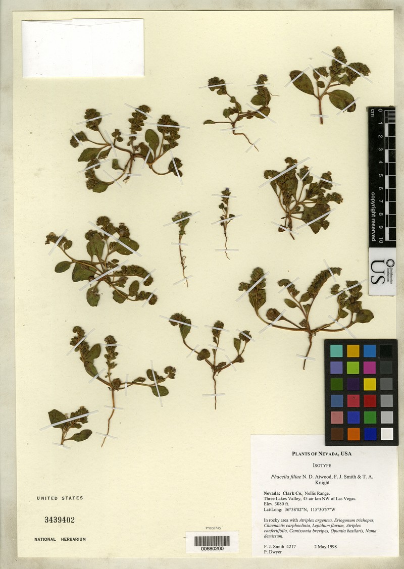 Phacelia filiae photo 2