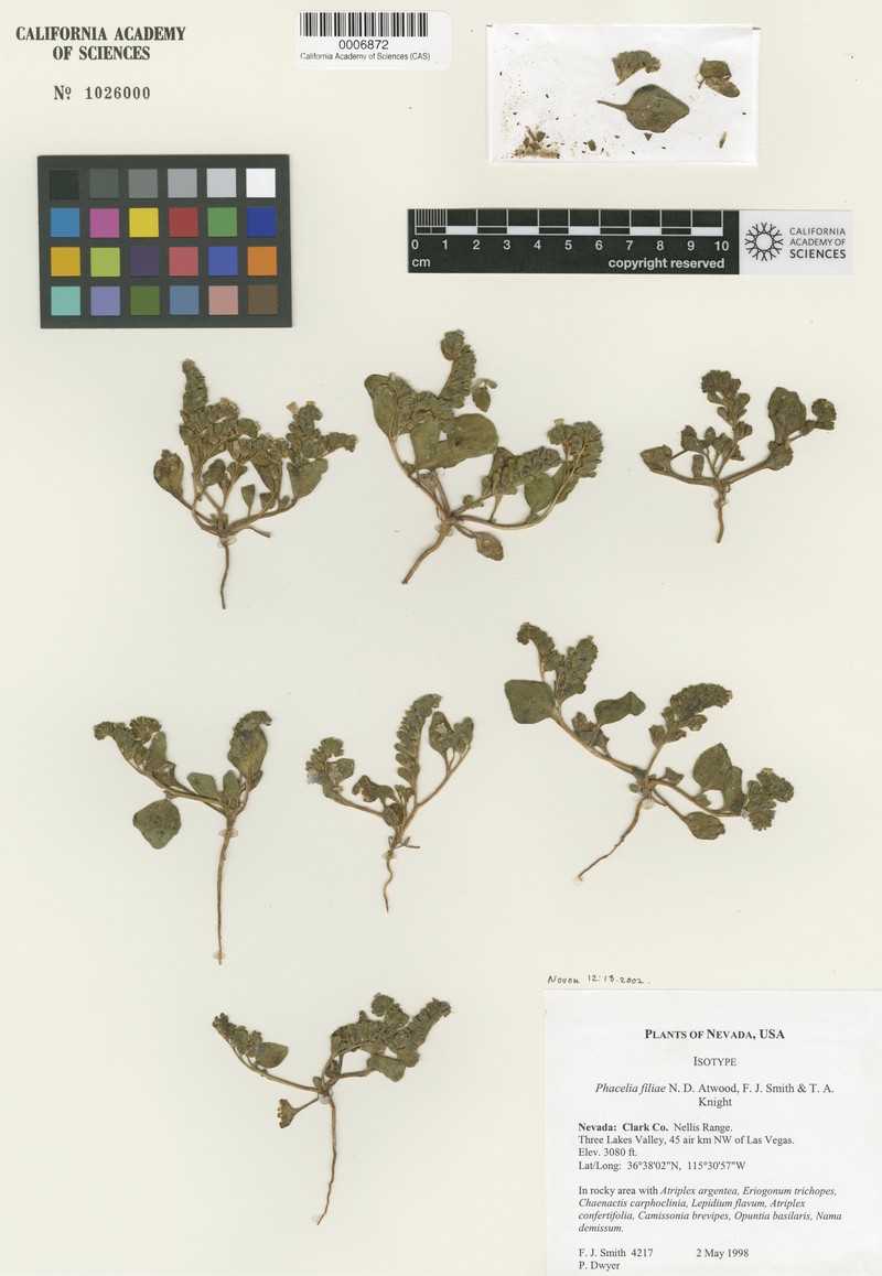 Phacelia filiae photo 3