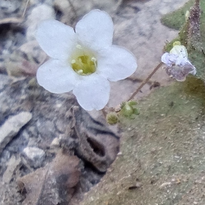 Narrow Phacelia