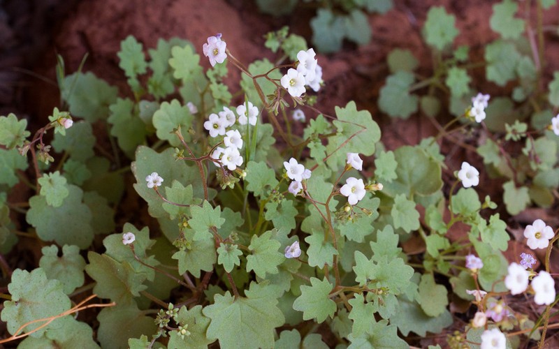Narrow Phacelia photo 2