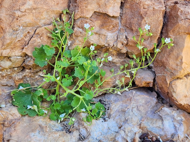 Narrow Phacelia photo 3