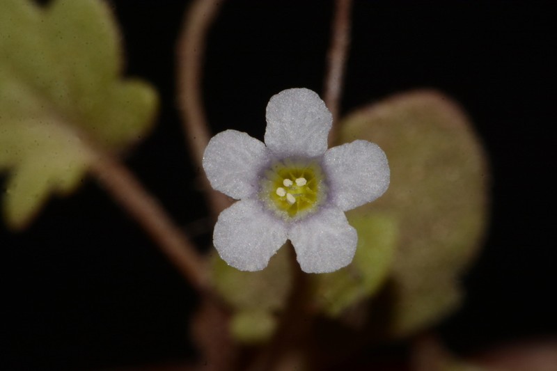 Narrow Phacelia photo 4
