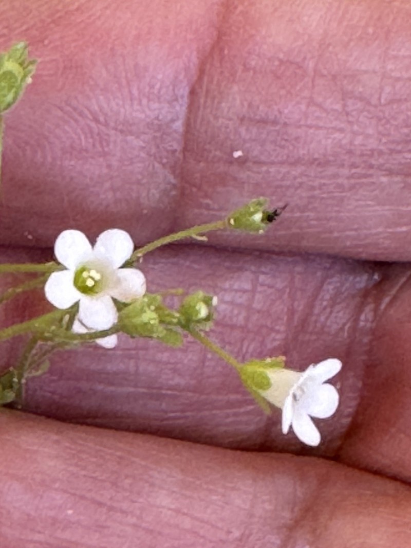 Narrow Phacelia photo 5